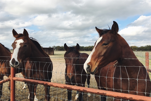 horses standing in a field behind a fence